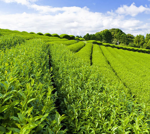 種植茶園無線視頻監(jiān)控解決方案